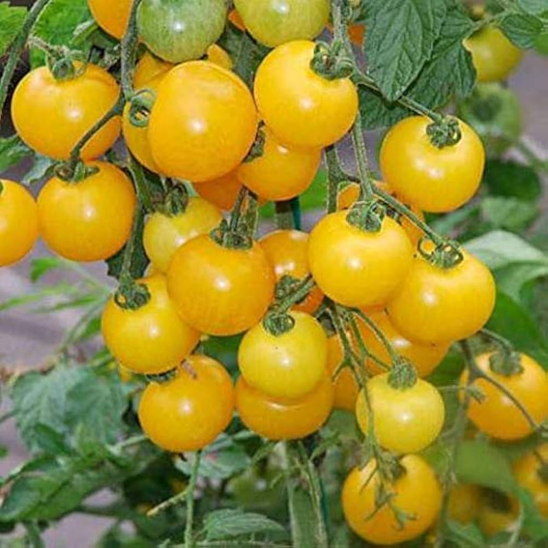 Gelbe tomato solanum lycopersicum für aussaat in gemüse patch
