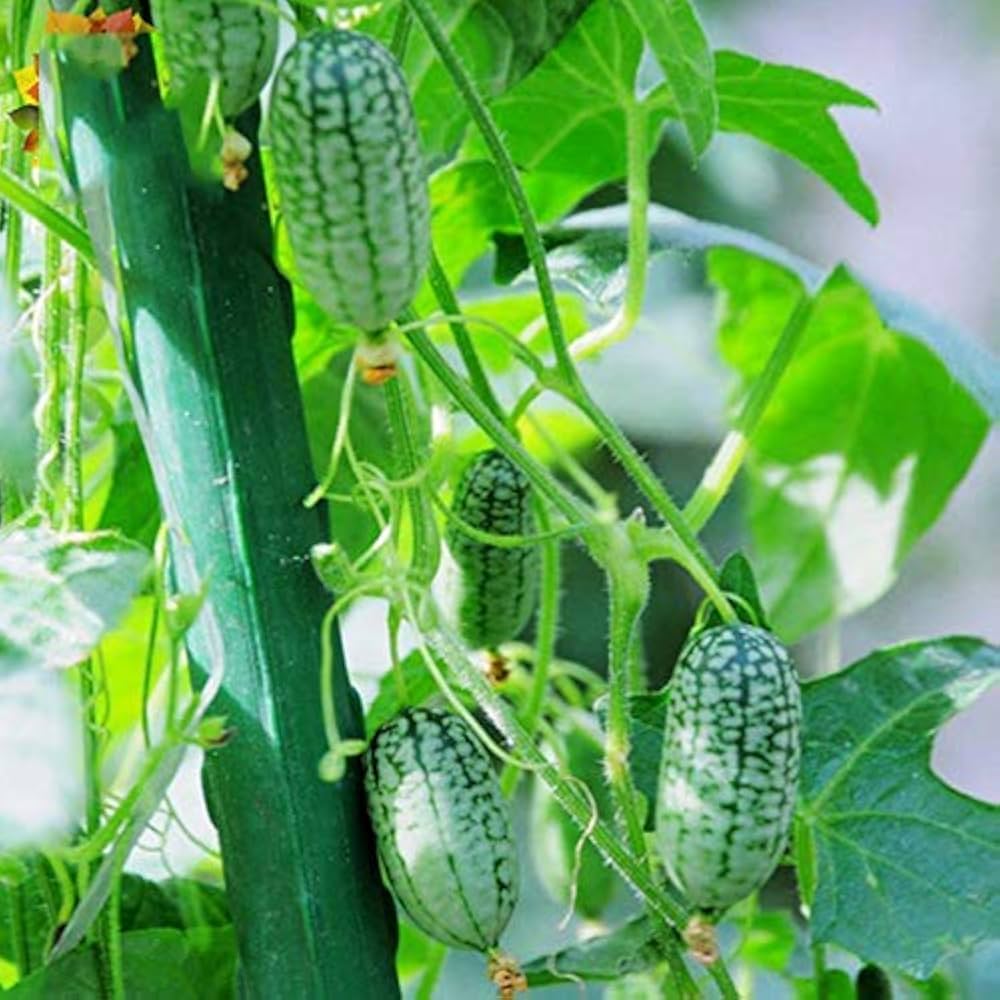 Green Cucamelon Gemüse Samen zum Pflanzen