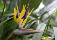 Violet gelb strelitzia blume samen for anpflanzung - premium quality, heirloom & gmo free samen for home garten
 
 sale samen for anpflanzung in home garten