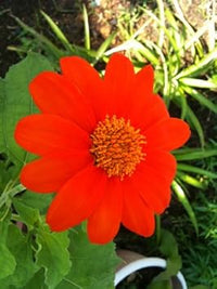 Rot tithonia rotundifolia blume samen for anpflanzung - premium quality, heirloom & gmo free samen for home garten
 
 sale samen for anpflanzung in home garten