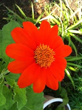 Rot tithonia rotundifolia blume samen for anpflanzung - premium quality, heirloom & gmo free samen for home garten
 
 sale samen for anpflanzung in home garten