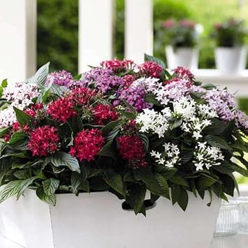 Pentas blume samen for anpflanzung vibrant colors heirloom & gmo free samen for home garten 
 
 sale for anpflanzung in home garten