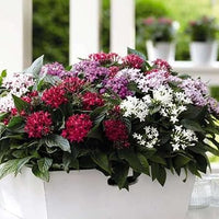 Pentas blume samen for anpflanzung vibrant colors heirloom & gmo free samen for home garten 
 
 sale for anpflanzung in home garten
