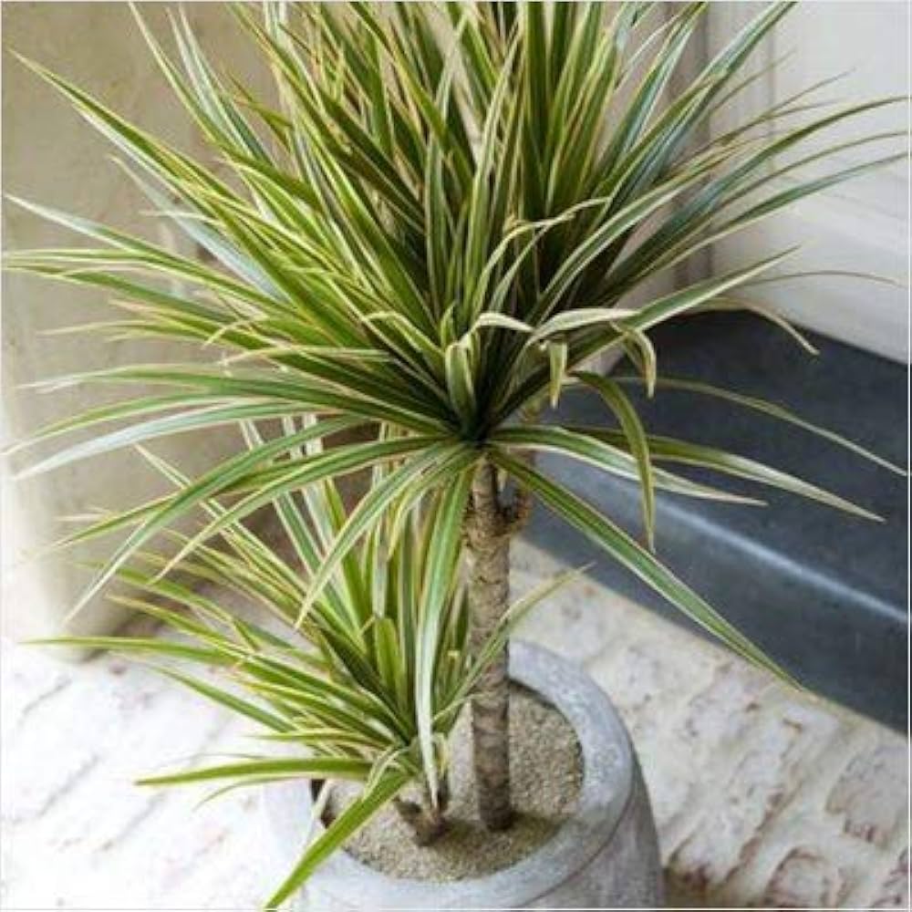 Grün Dracaena Palm Blumensamen zur Aussaat – leuchtend Blüten – Traditionssorte & ohne Gentechnik Samen Hausgarten