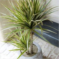Grün Dracaena Palm Blumensamen zur Aussaat – leuchtend Blüten – Traditionssorte & ohne Gentechnik Samen Hausgarten