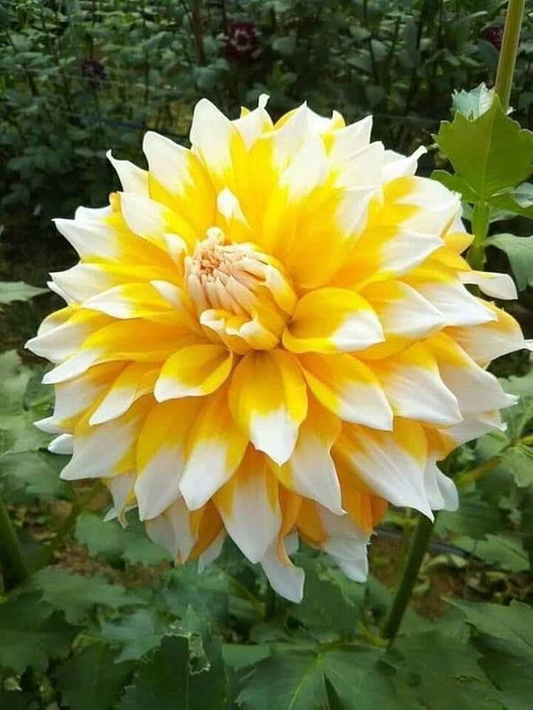 Weiß & Gelb Dahlie Blumensamen – Halbschatten verträglich Traditionssorte & ohne Gentechnik Samen Hausgarten