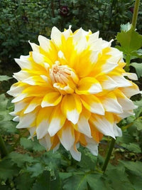 Weiß & Gelb Dahlie Blumensamen – Halbschatten verträglich Traditionssorte & ohne Gentechnik Samen Hausgarten