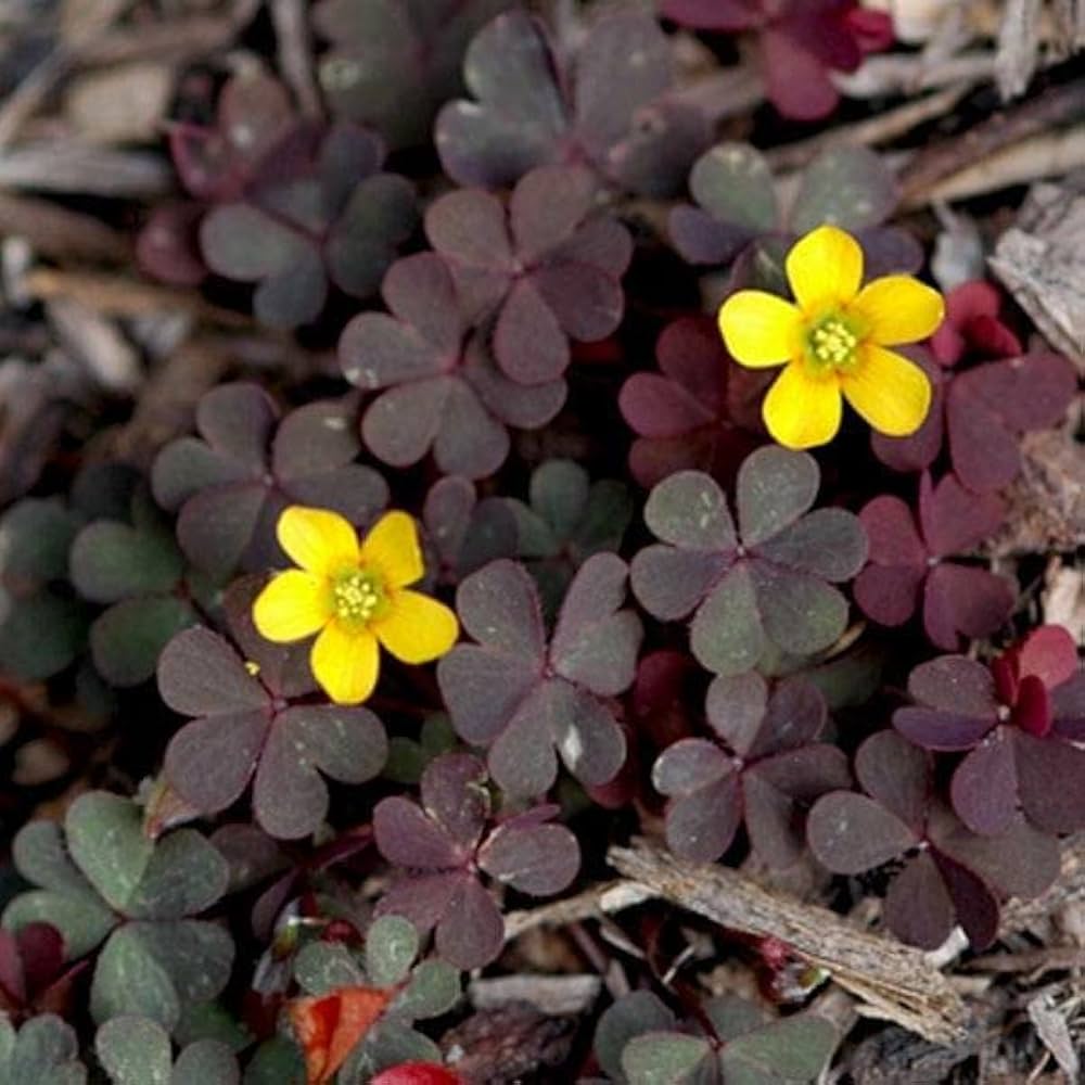 Rot Woodsorrel Blumensamen zur Aussaat Landhaus Garten wichtig Traditionssorte & ohne Gentechnik Samen Hausgarten