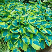 Grün blau hosta blume samen for anpflanzung - long bloom season, heirloom & gmo free samen for home garten
 
 sale for anpflanzung in home garten.