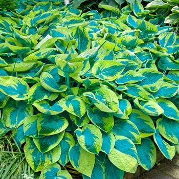 Grün blau hosta blume samen for anpflanzung - long bloom season, heirloom & gmo free samen for home garten
 
 sale for anpflanzung in home garten.