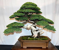 Wacholder bonsai tree for anpflanzung in home garten