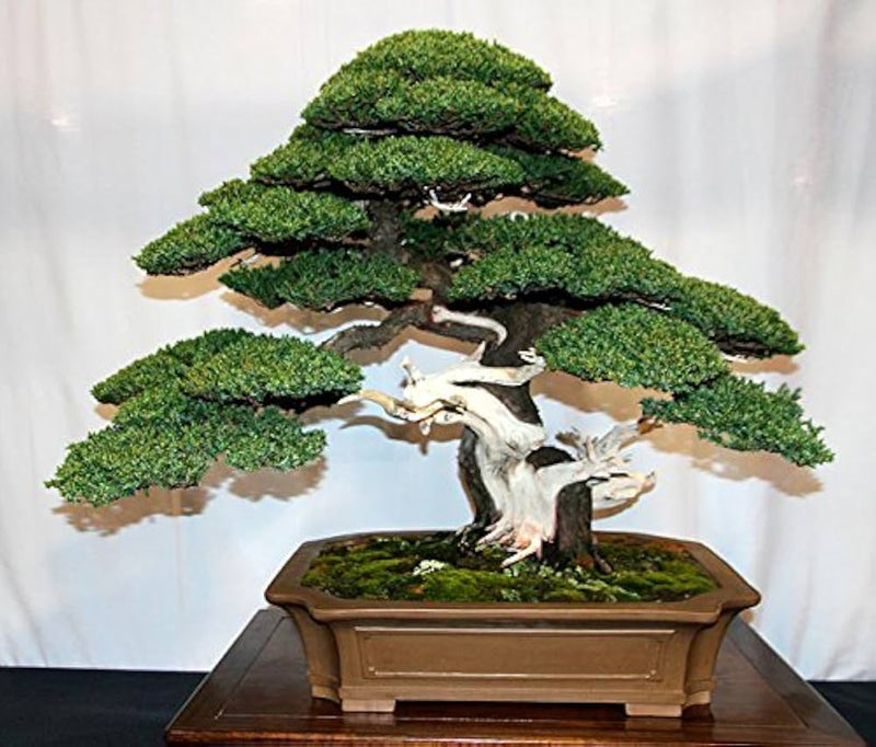 Wacholder bonsai tree for anpflanzung in home garten