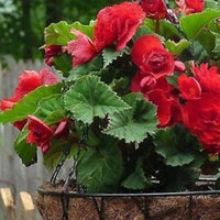 Tuberous Begonie Rot Blumensamen zur Aussaat – Garten beliebt – Traditionssorte & ohne Gentechnik Samen Hausgarten