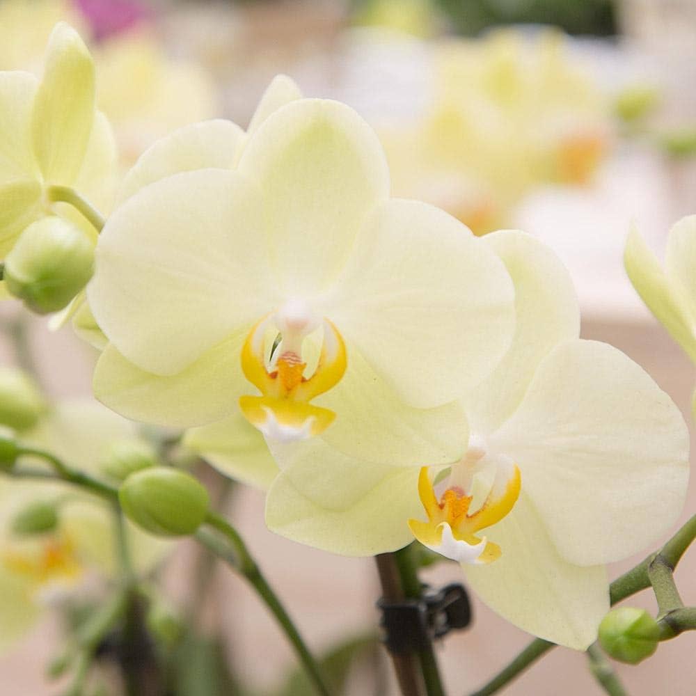 Weiß Orchidee Schmetterlingsorchidee Orchidee Blumensamen exotisch Garten Schönheit