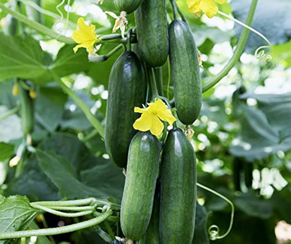 Persische Mini Gurken Samen