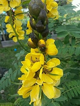 Gelb didymobotrya blume samen for anpflanzung - cottage garten essential, heirloom & gmo free samen for home garten
 
 sale for anpflanzung in home garten