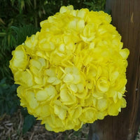 Thick Gelb Hortensie Blumensamen zur Aussaat hochwertige Qualitäts- Traditionssorte & ohne Gentechnik Samen Hausgarten