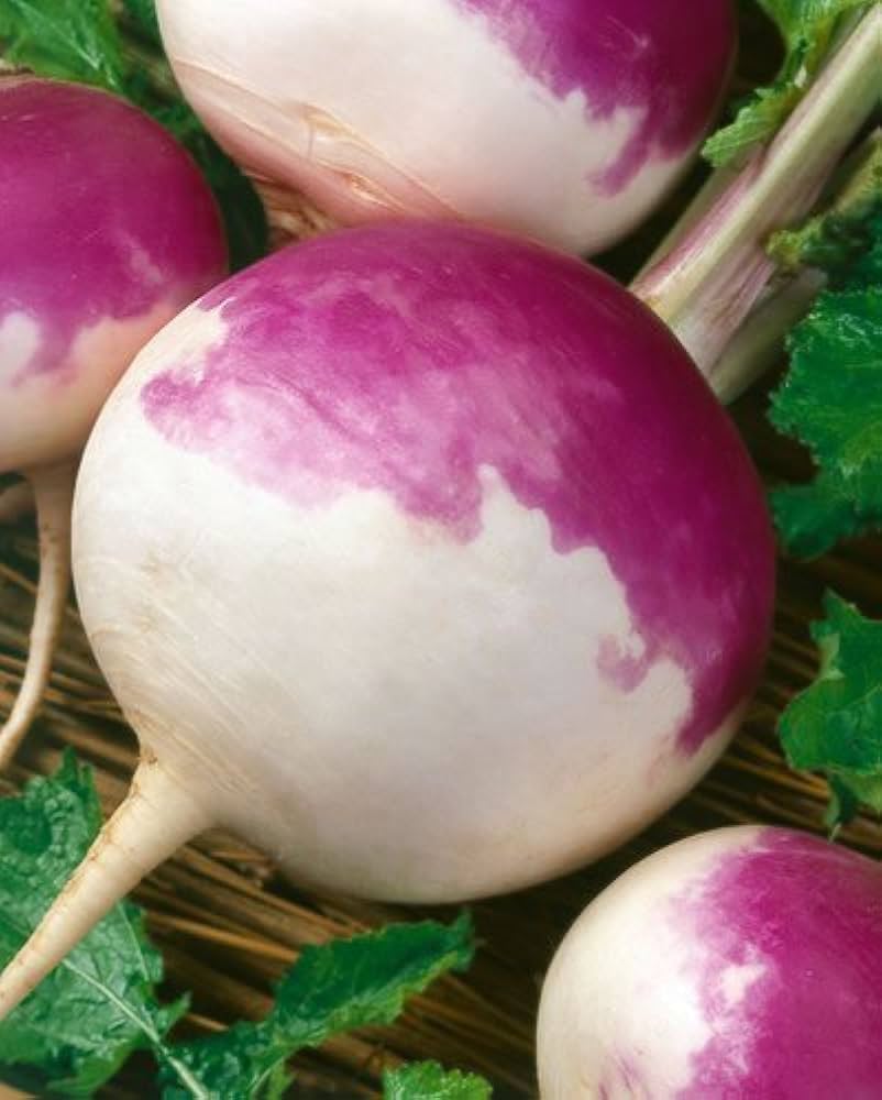 Lila Rutabaga Samen for Gemüse Planting