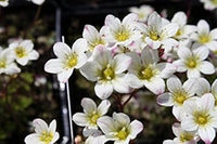 Weiß burren blume samen for anpflanzung - garten favorite, heirloom & gmo free samen for home garten
 
 sale samen for anpflanzung in home garten