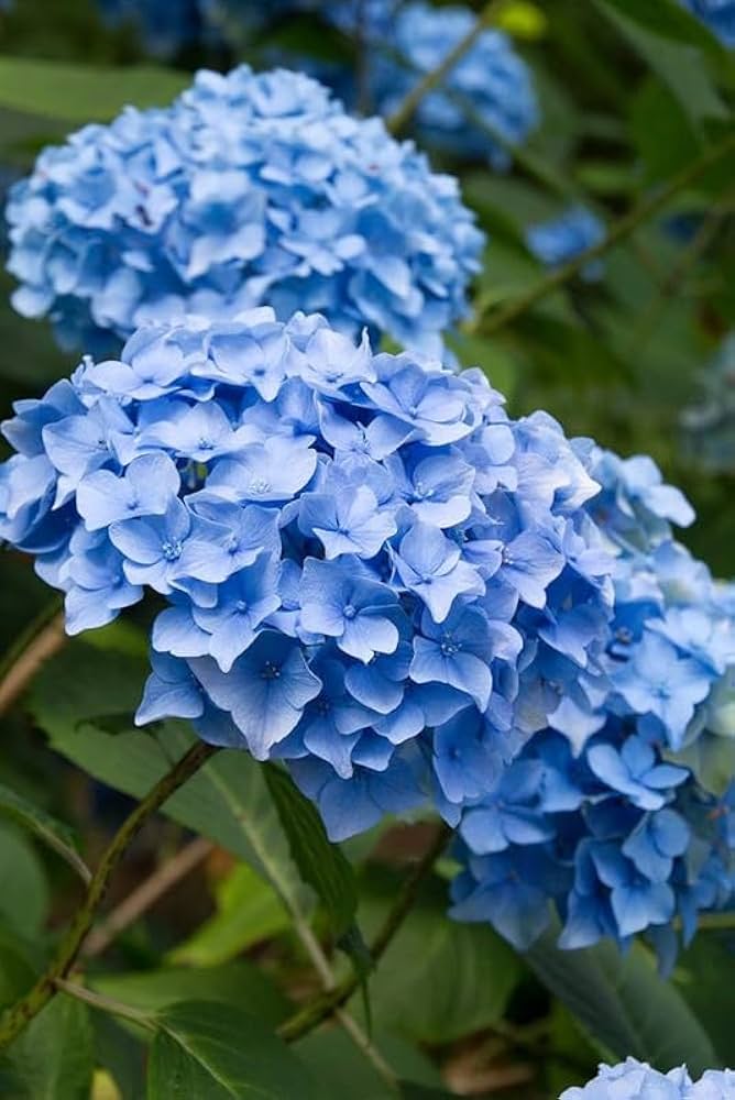 Gemischt Hortensie Blumensamen zur Aussaat ideal Rabatten Traditionssorte & ohne Gentechnik Samen Hausgarten