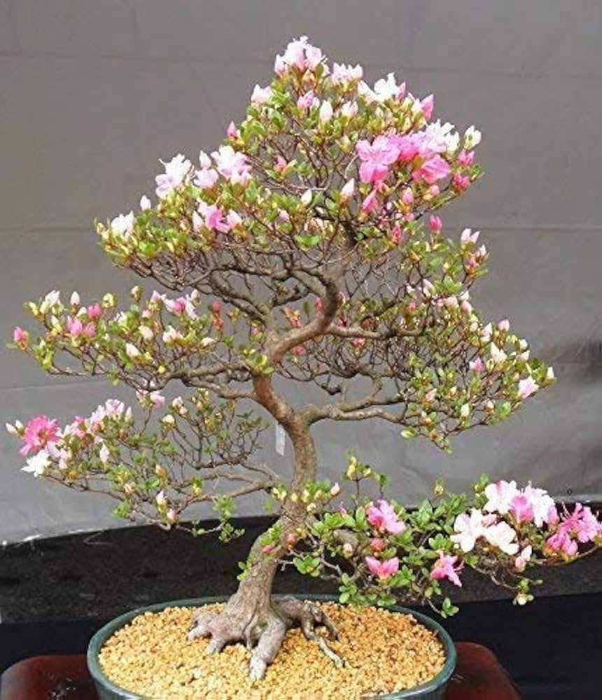 Gemischt Simsii Bonsai Blumensamen zur Aussaat sonnenliebend Traditionssorte & ohne Gentechnik Samen Hausgarten