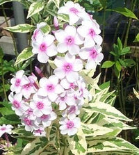 Weiß-rosa nora leigh blume samen for anpflanzung - long bloom season, heirloom & gmo free samen for home garten
 
 sale for anpflanzung in home garten.