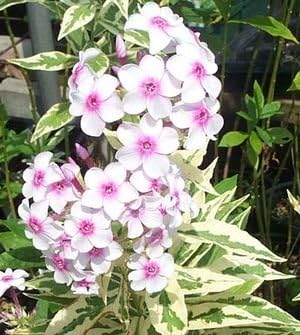 Weiß-rosa nora leigh blume samen for anpflanzung - long bloom season, heirloom & gmo free samen for home garten
 
 sale for anpflanzung in home garten.