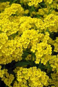 Alyssum Blumensamen zur Aussaat kompakt Wuchs Traditionssorte & ohne Gentechnik Samen Hausgarten