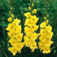 hell Gelb Gladiole Blumensamen zur Aussaat Drought verträglich Traditionssorte & ohne Gentechnik Samen Hausgarten
