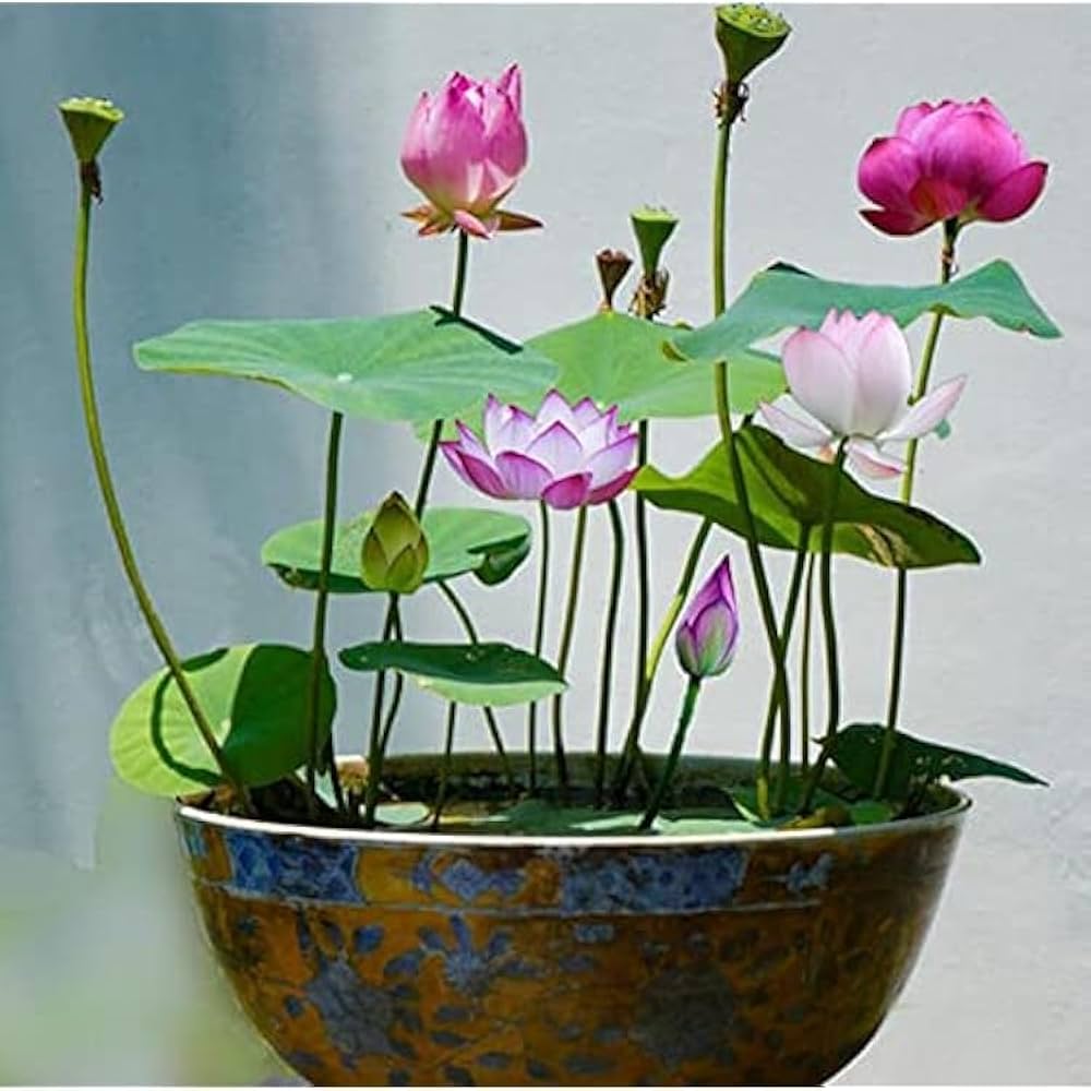 Mini Rainbow Bonsai Blumensamen leuchtend – klein Bonsai Blumen