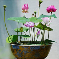 Mini Rainbow Bonsai Blumensamen leuchtend – klein Bonsai Blumen