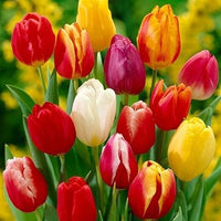 Tulpe Mischung Samen leuchtend Frühling Blume Schauanlagen