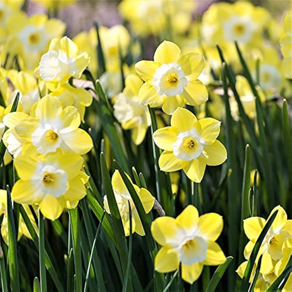 Daffodils Blumensamen zur Aussaat – saisonal Dauerblüher – Traditionssorte & ohne Gentechnik Samen Hausgarten