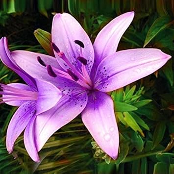 Lila lilium brownii blume samen for anpflanzung - hardy variety, heirloom & gmo free samen for home garten
 
 sale for anpflanzung in home garten