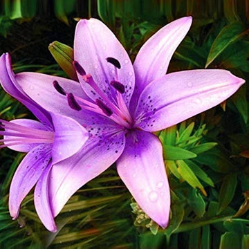 Lilium brownii blume samen for air-purifying bonsai and garten pflanzen