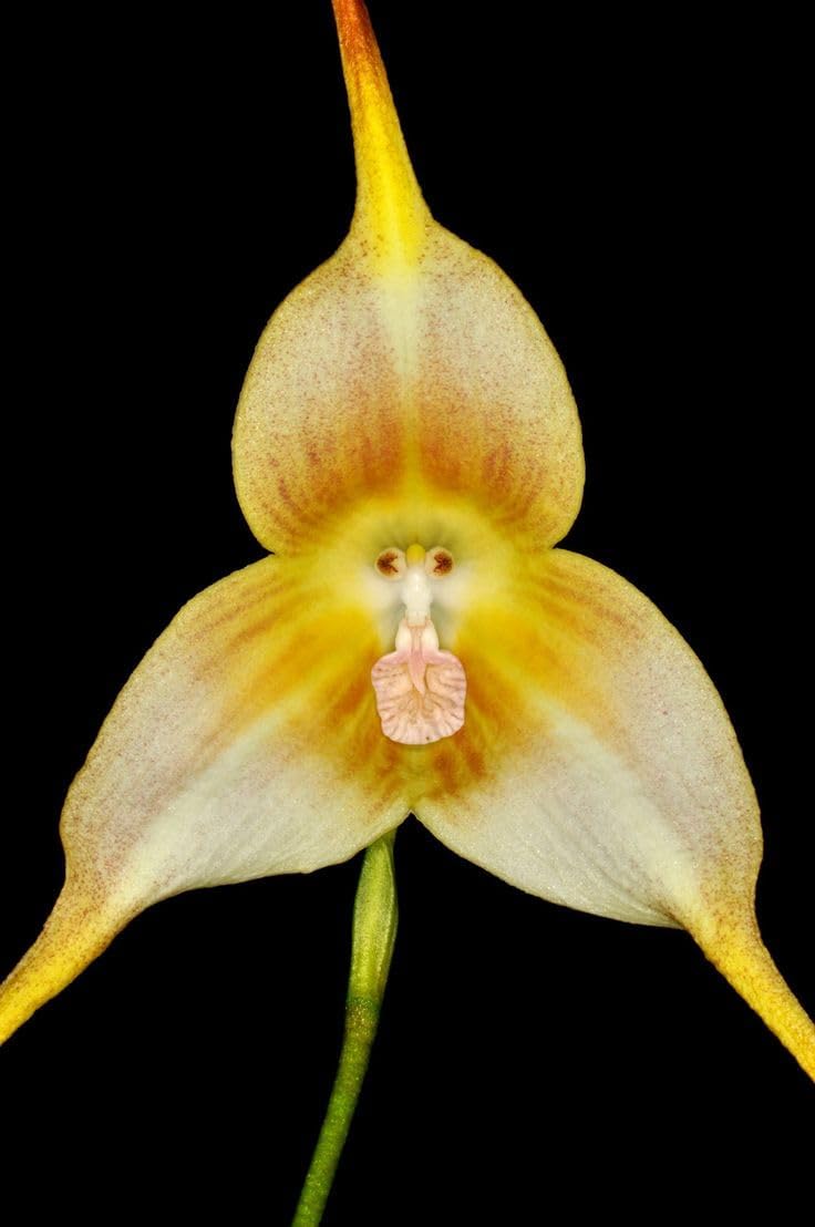 Monkey (monkey orchid) samen for anpflanzung in home garten