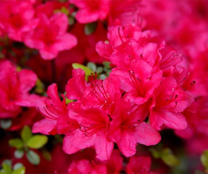 Azalea rhododendron spp for anpflanzung in blume bed