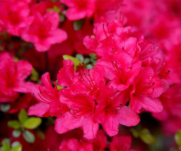 Azalea rhododendron spp for anpflanzung in blume bed