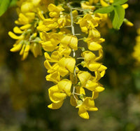 Gelb Anagyroides Blumensamen zur Aussaat – saisonal Dauerblüher – Traditionssorte & ohne Gentechnik Samen Hausgarten
