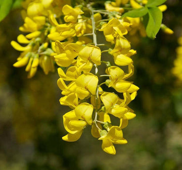 Gelb Anagyroides Blumensamen zur Aussaat – saisonal Dauerblüher – Traditionssorte & ohne Gentechnik Samen Hausgarten