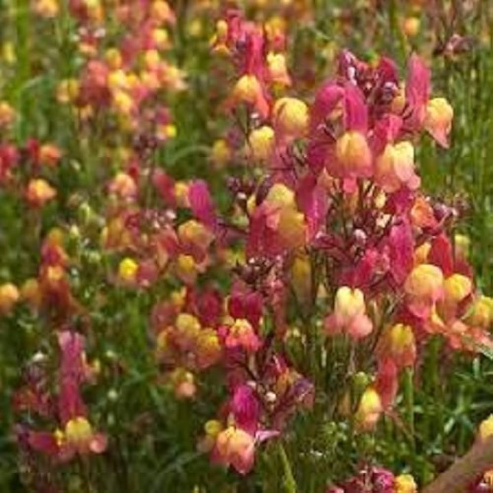 Lindaria Licilia Blume Mischung Samen – Self-Seeding einjährig Garten Blüten