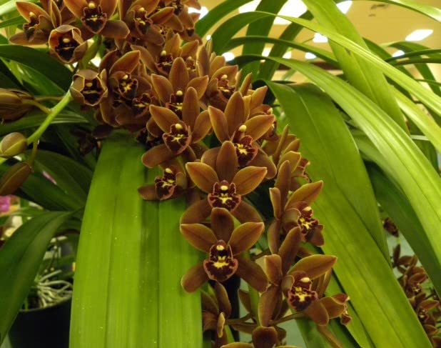Braun Schmetterlingsorchidee Orchidee Blumensamen zur Aussaat Anzucht Traditionssorte & ohne Gentechnik Samen Hausgarten