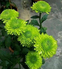Grün Chrysantheme Blumensamen zur Aussaat – Drought verträglich – Traditionssorte & ohne Gentechnik Samen Hausgarten