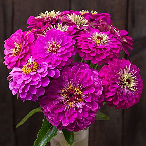 Lila Gelb Zinnie Blumensamen zur Aussaat lang Blüte Saison Traditionssorte & ohne Gentechnik Samen Hausgarten
