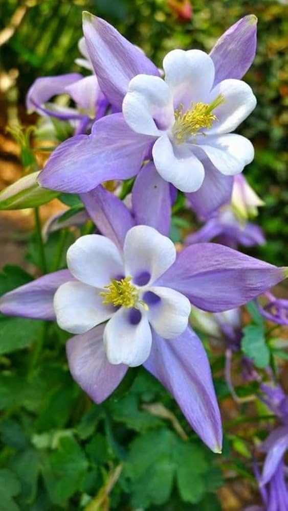 Lila Akelei Blumensamen zur Aussaat – Drought verträglich – Traditionssorte & ohne Gentechnik Samen Hausgarten