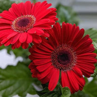 Gerbera Samen zur Aussaat Gerbera Jamesonii Blume Beet Bestäuber Garten