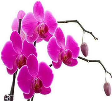 Lila Schmetterlingsorchidee Orchidee Blumensamen zur Aussaat saisonal Dauerblüher Traditionssorte & ohne Gentechnik Samen Hausgarten