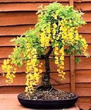 Gelb ambizu blume samen for anpflanzung - colorful display, heirloom & gmo free samen for home garten
 
 sale for anpflanzung in home garten.