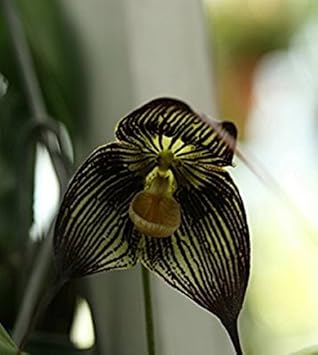 Schwarz dracula blume samen for anpflanzung - easy to grow, heirloom & gmo free samen for home garten
 
 sale for anpflanzung in home garten