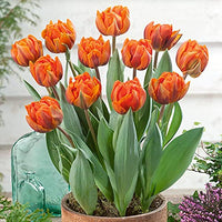 Orange Grün Tulpe Blumensamen zur Aussaat Garten beliebt Traditionssorte & ohne Gentechnik Samen Hausgarten